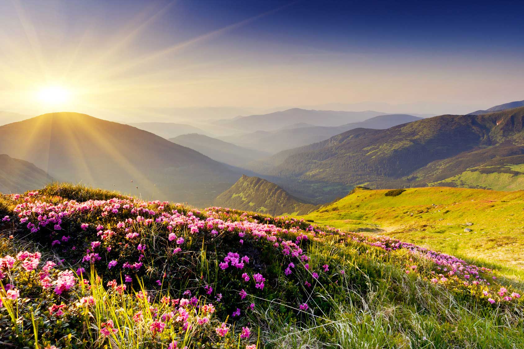 Alpine Berglandschaft mit blühender Wiese